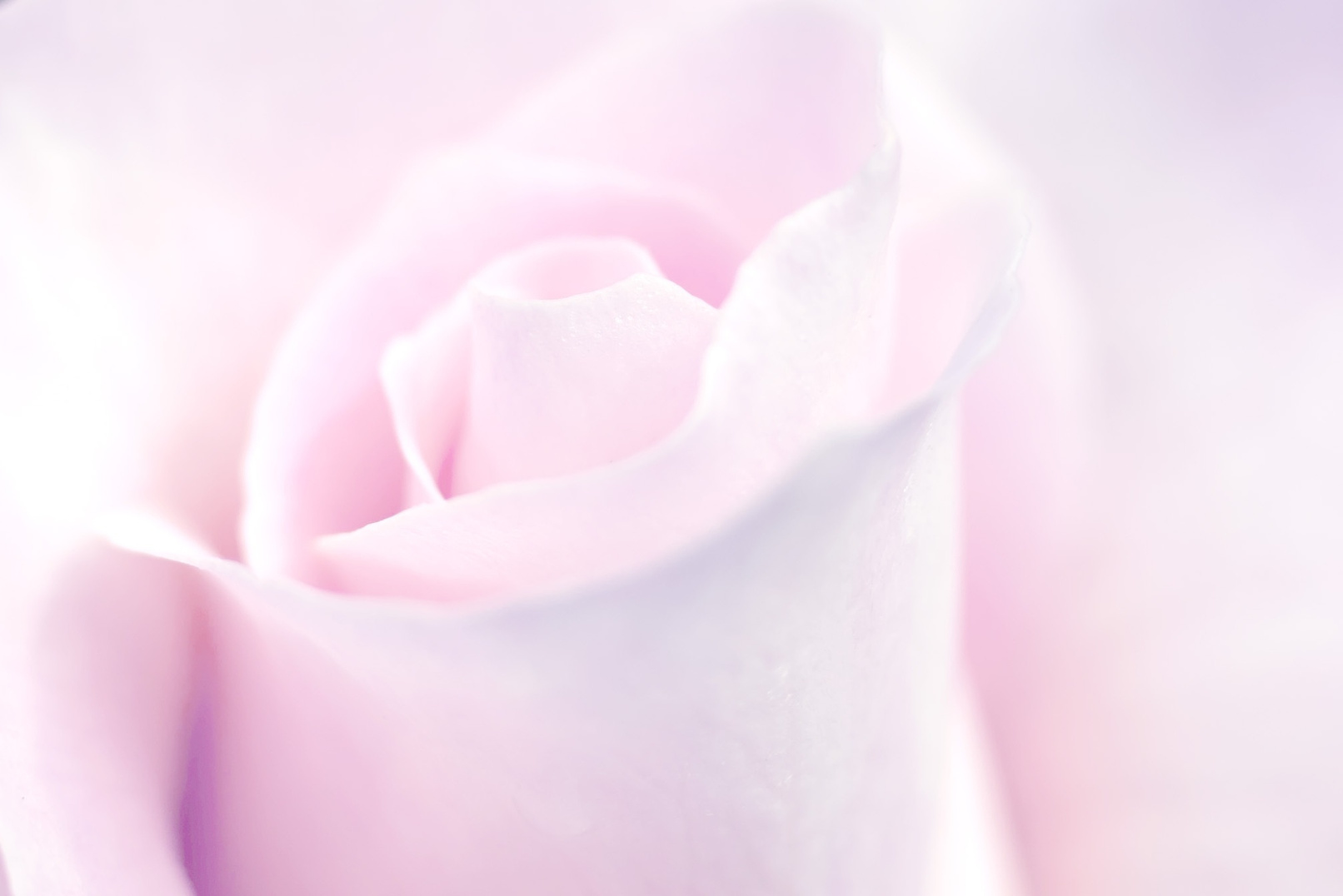 Pink Rose Detail for Background